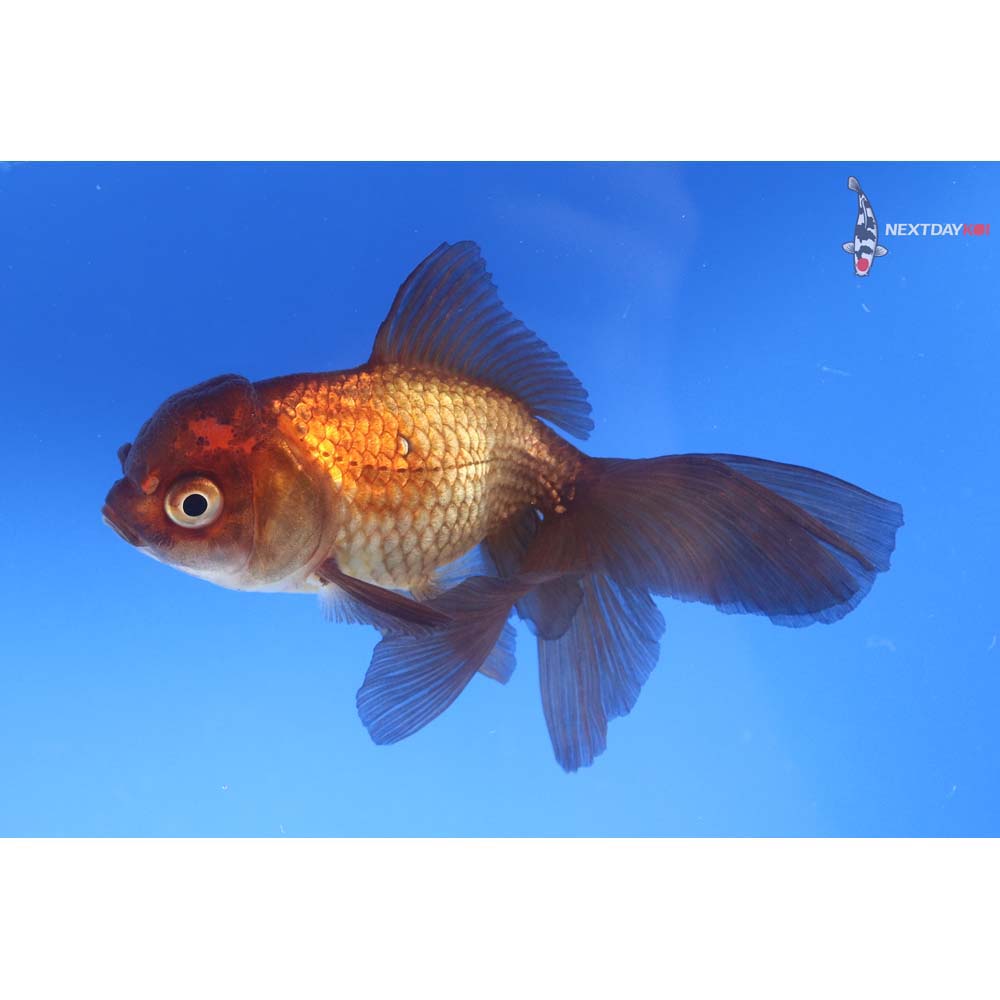 3.5” Imported Red and Black Oranda