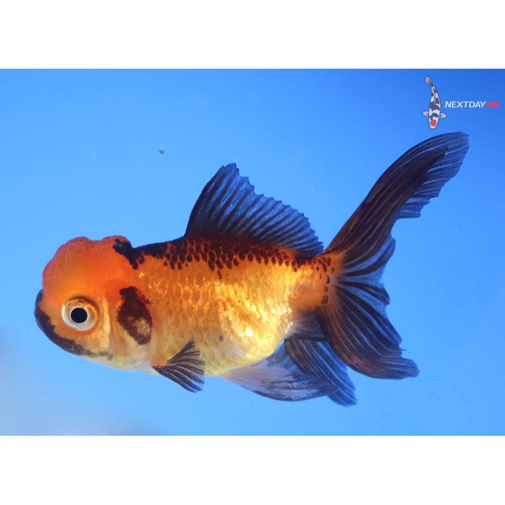 3.5” Imported Red and Black Oranda