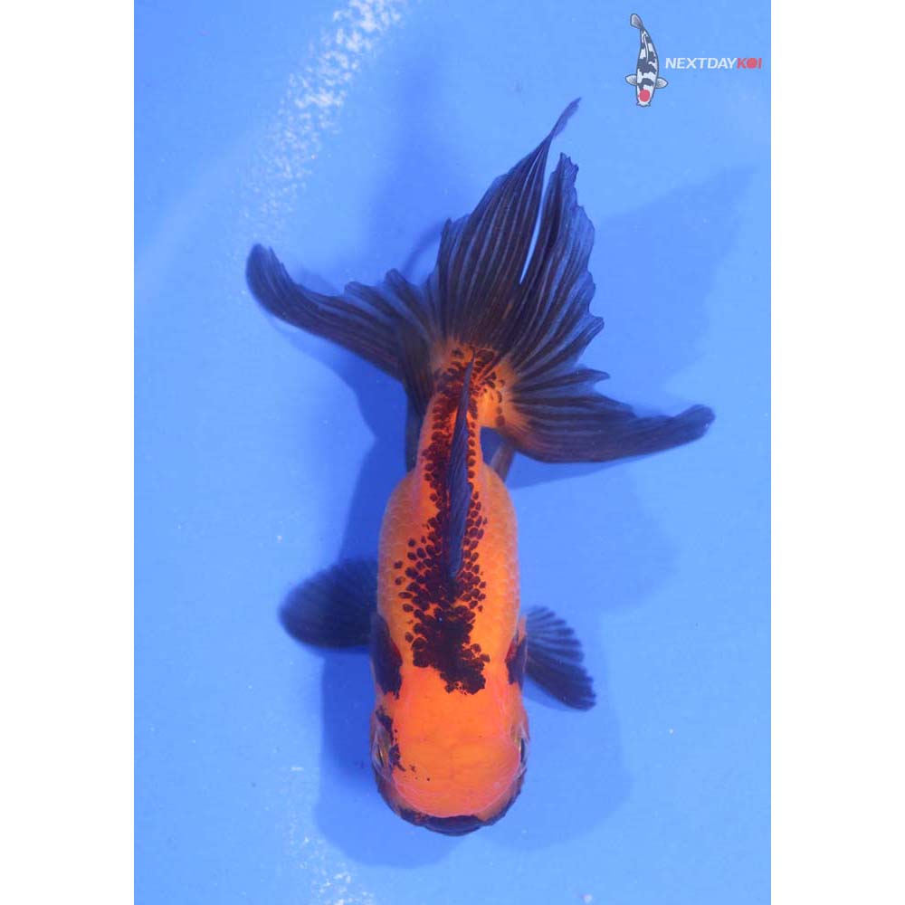 3.5” Imported Red and Black Oranda