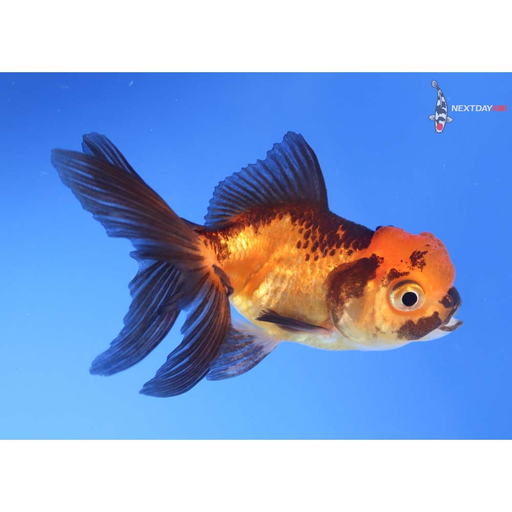 3.5” Imported Red and Black Oranda