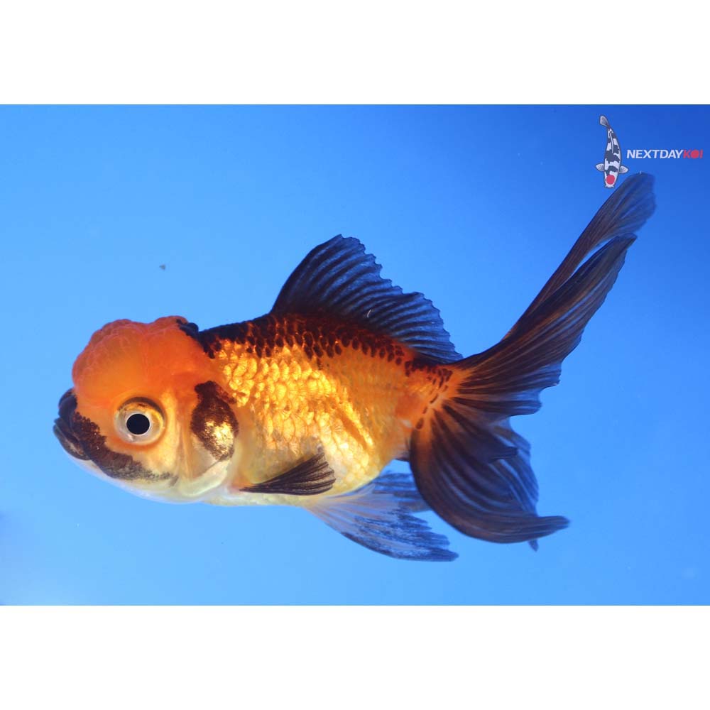 3.5” Imported Red and Black Oranda