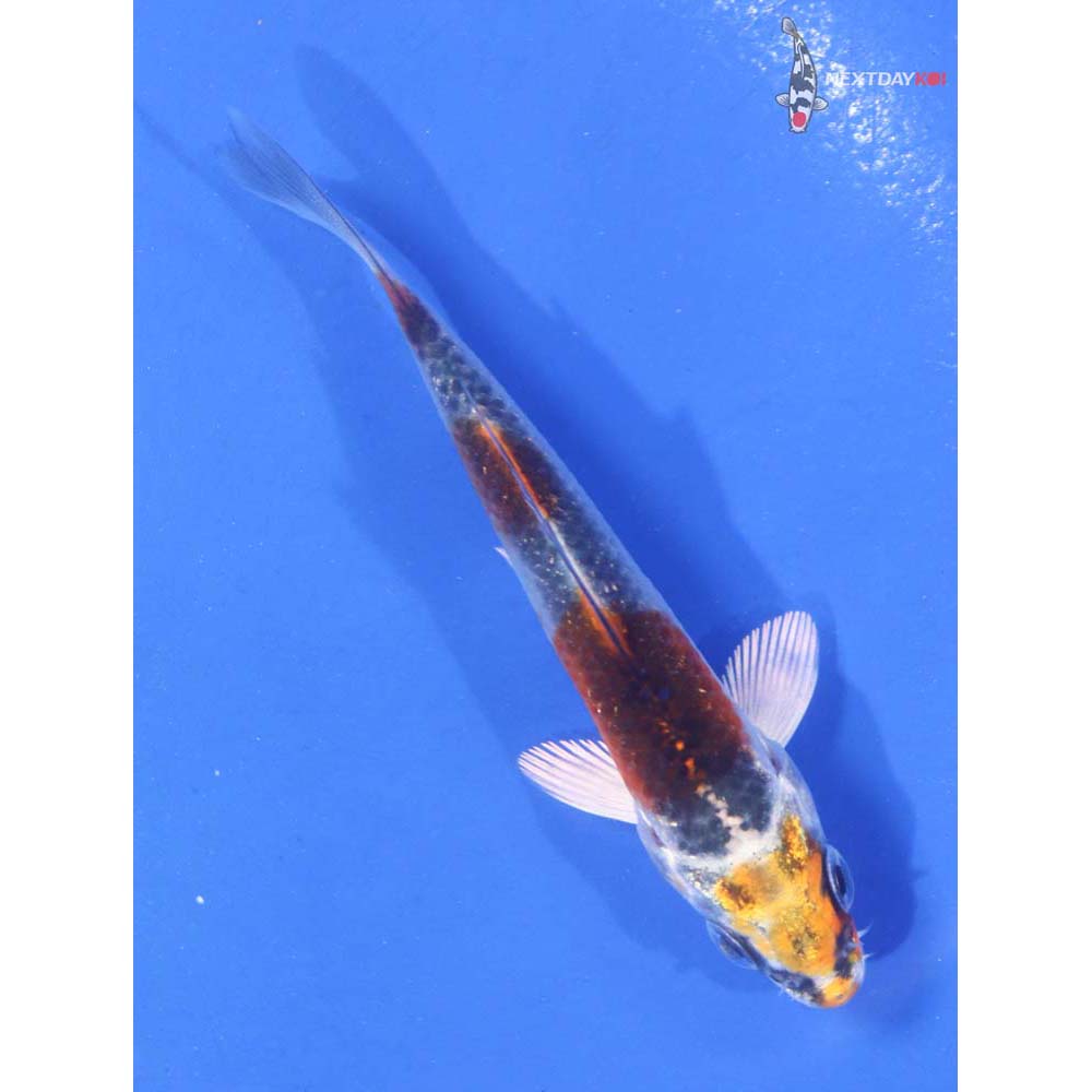 3” Imported Kujaku