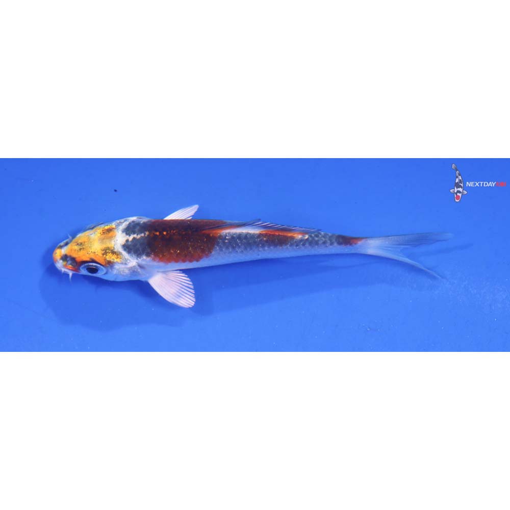 3” Imported Kujaku