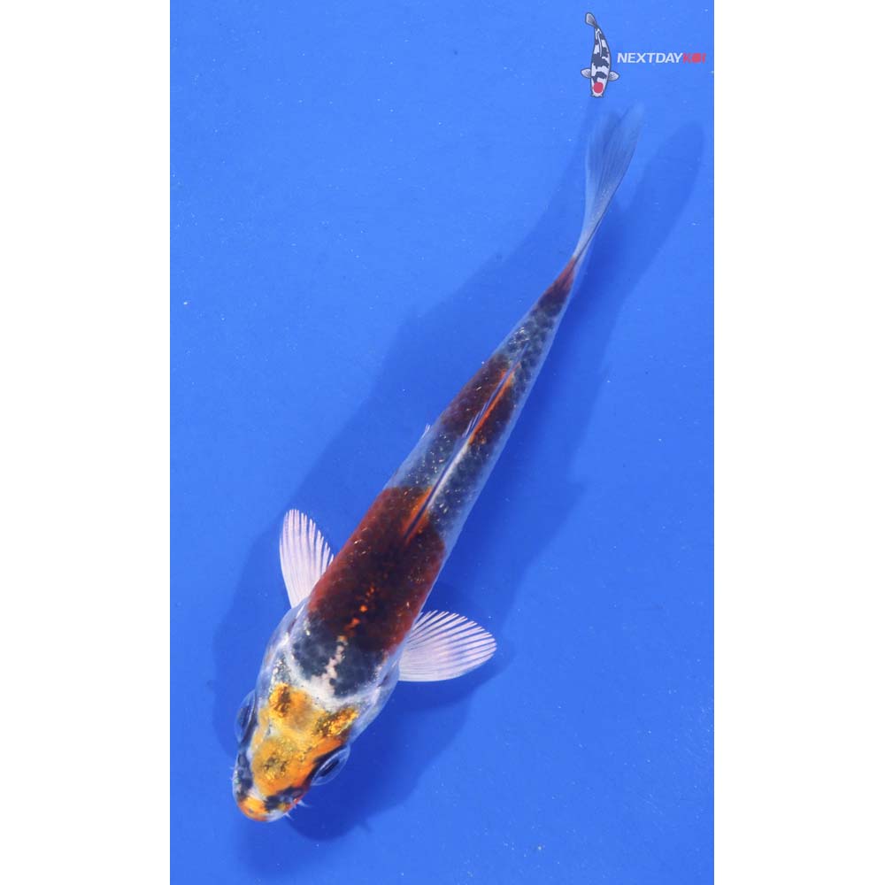 3” Imported Kujaku