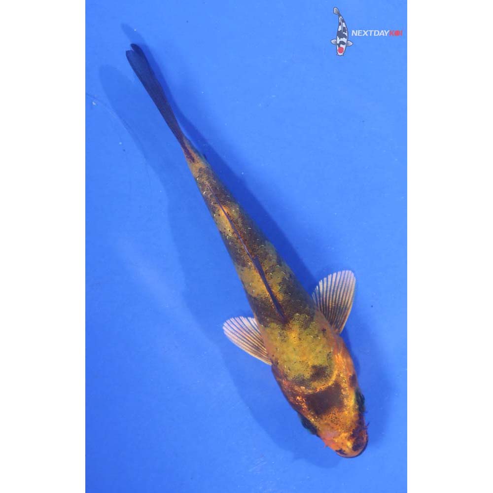 3” Imported Ki Utsuri