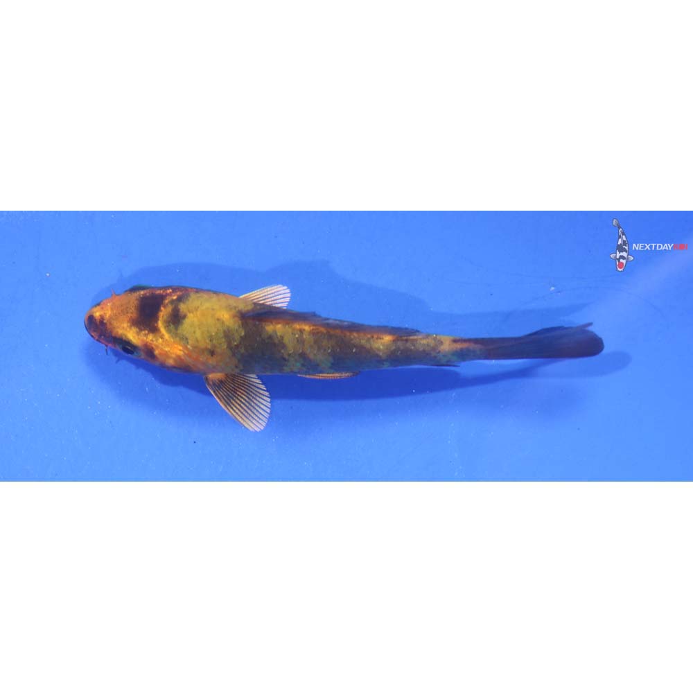 3” Imported Ki Utsuri