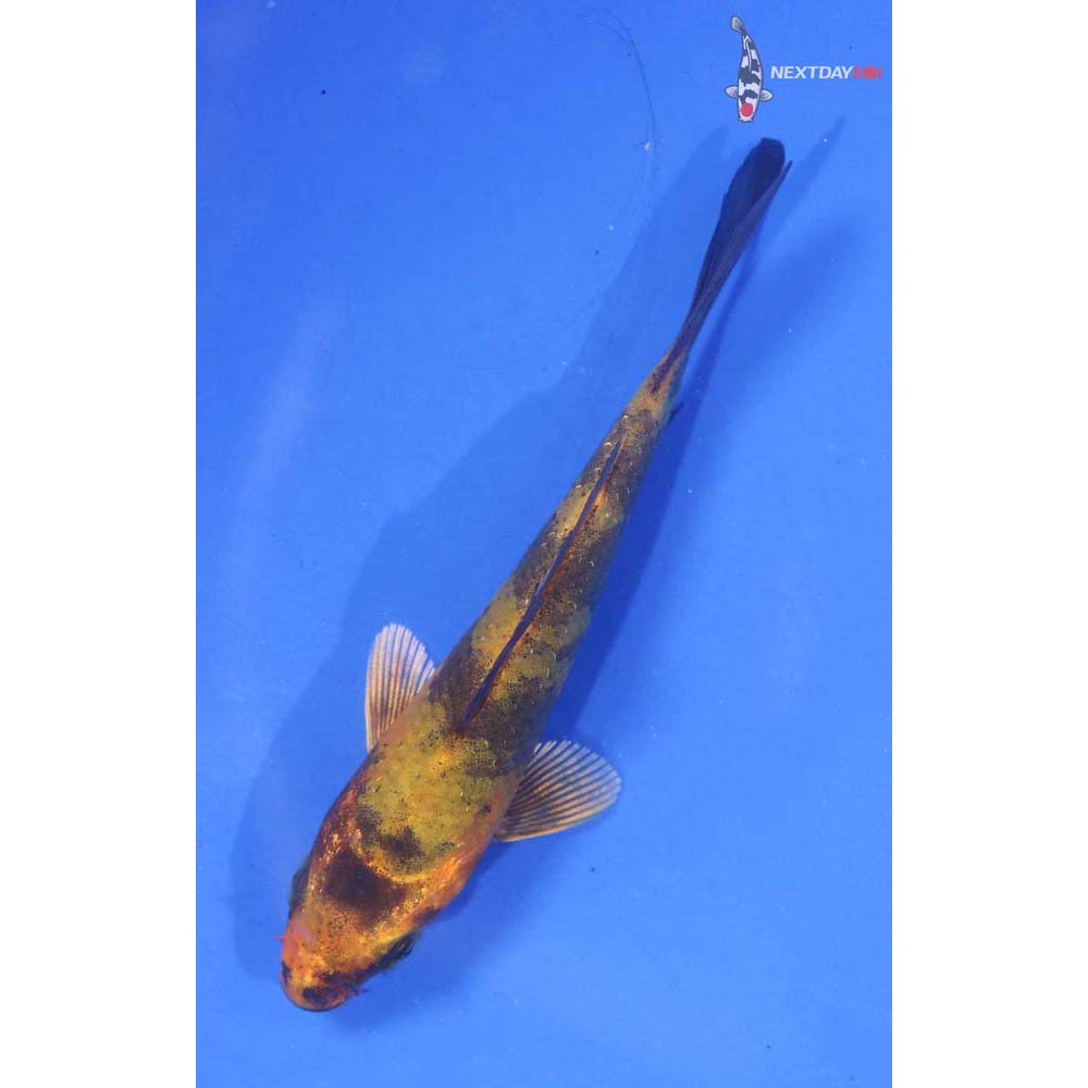 3” Imported Ki Utsuri