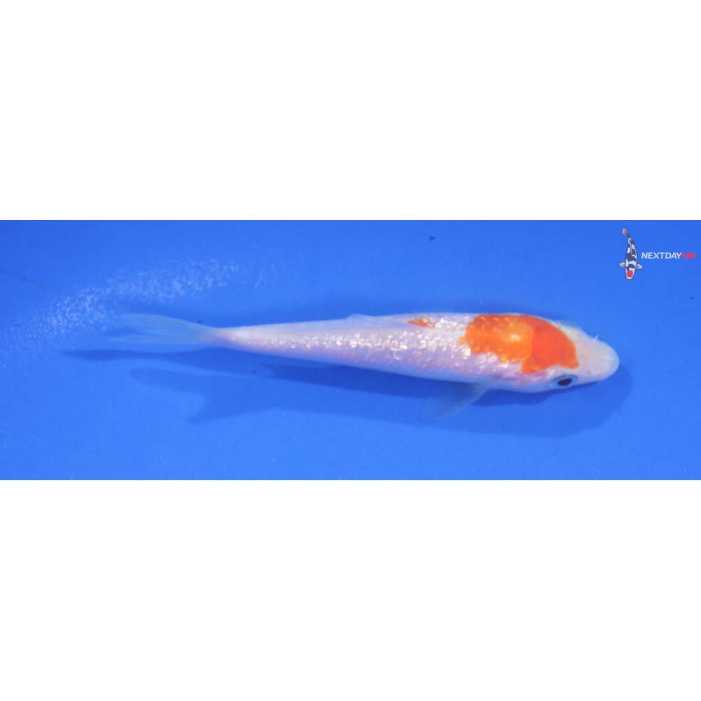 3.5” Imported Gin Rin Kohaku
