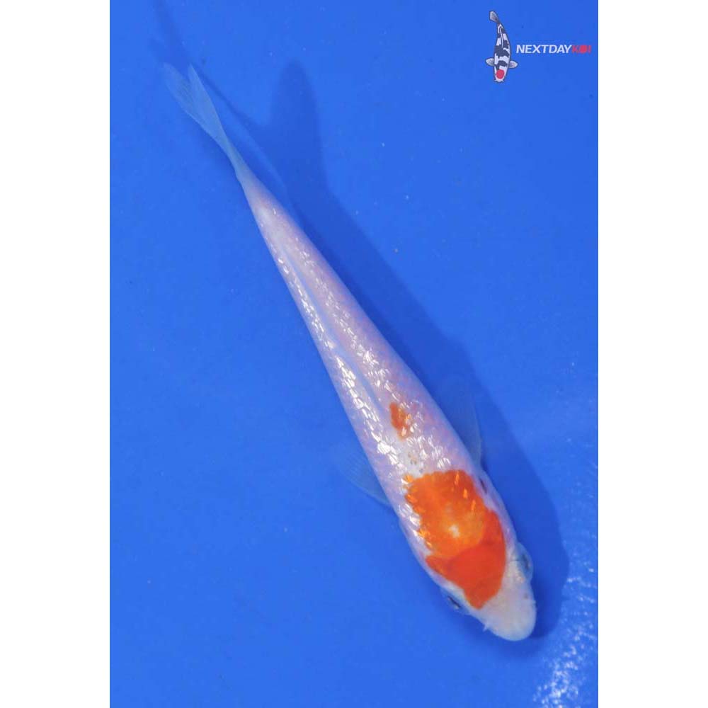 3.5” Imported Gin Rin Kohaku