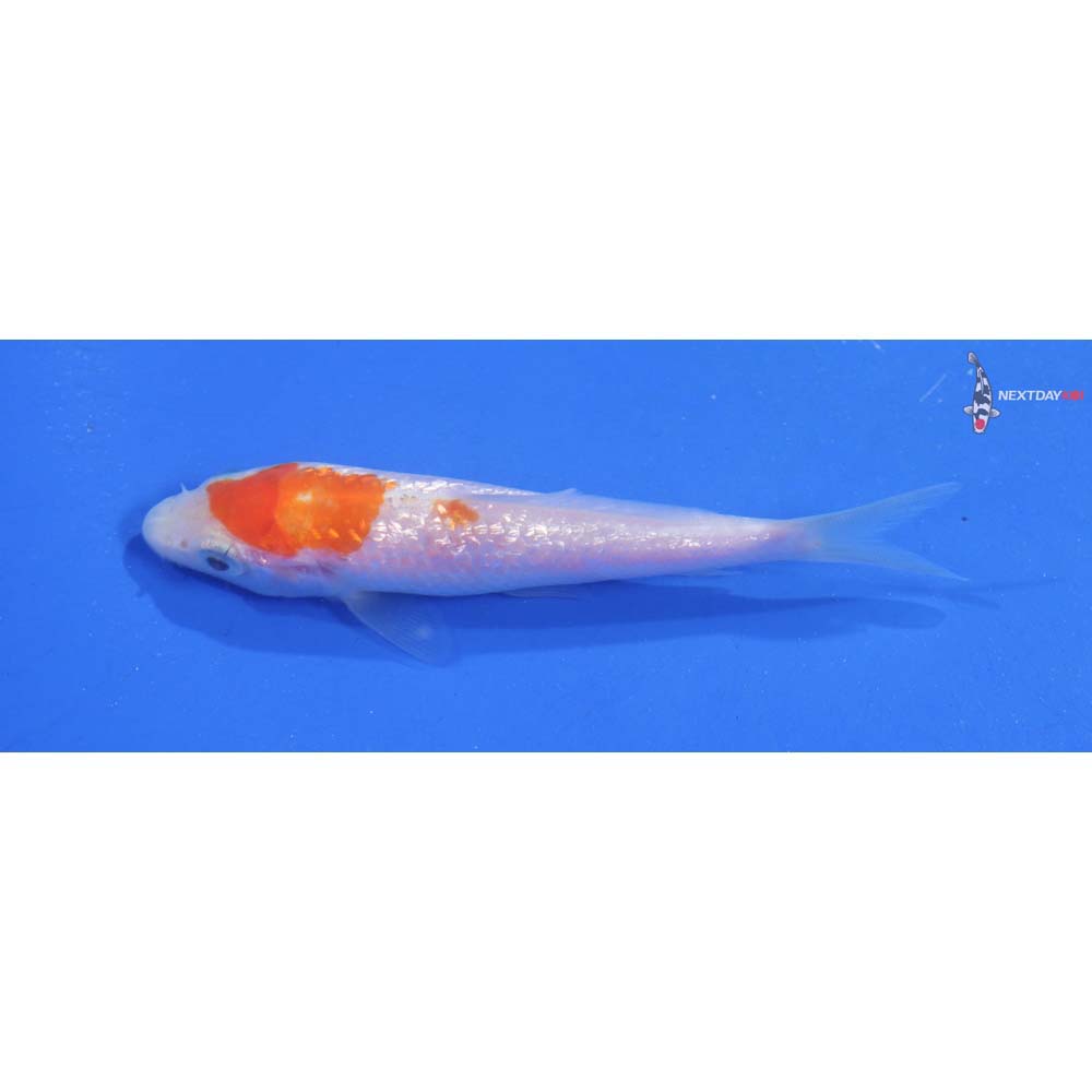 3.5” Imported Gin Rin Kohaku