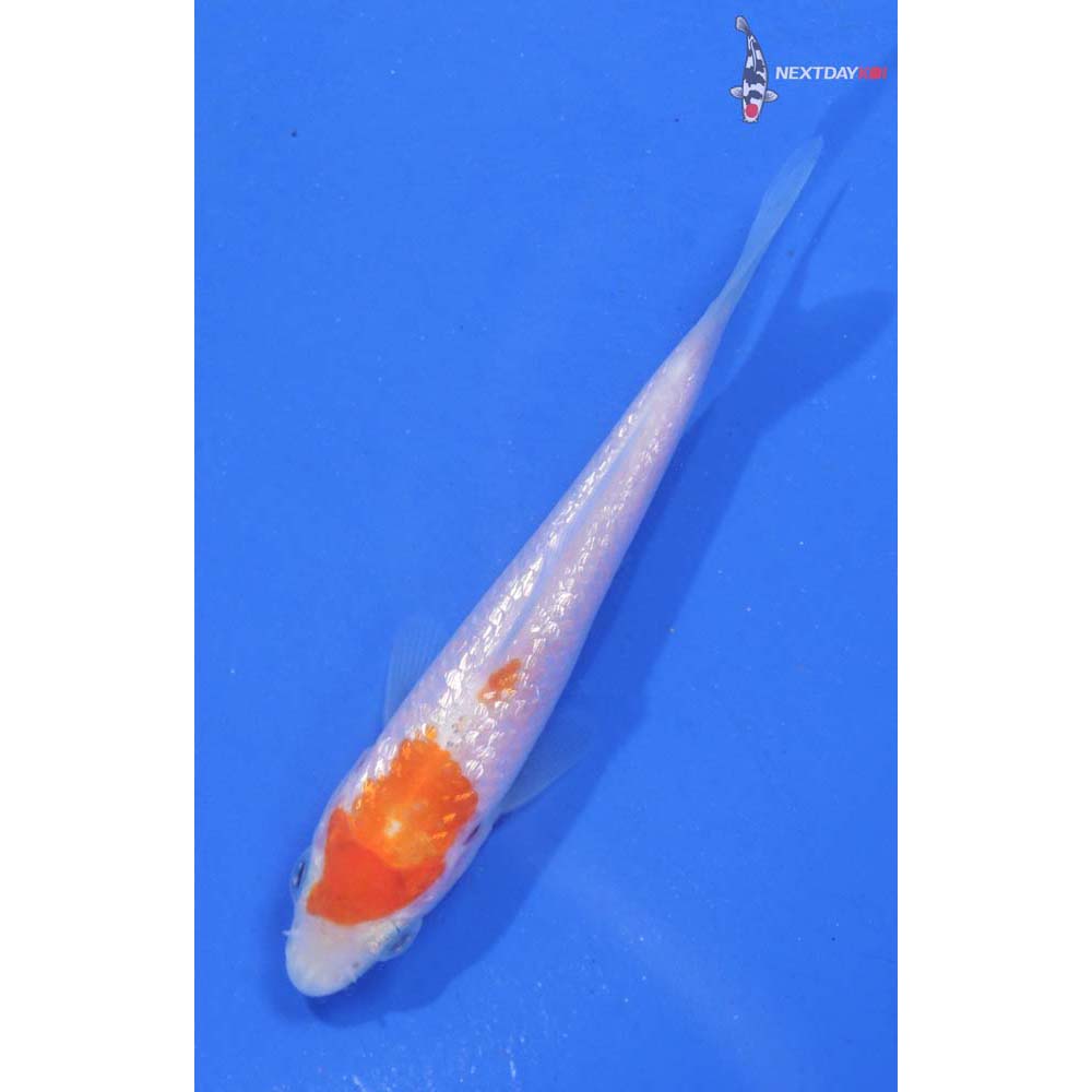 3.5” Imported Gin Rin Kohaku