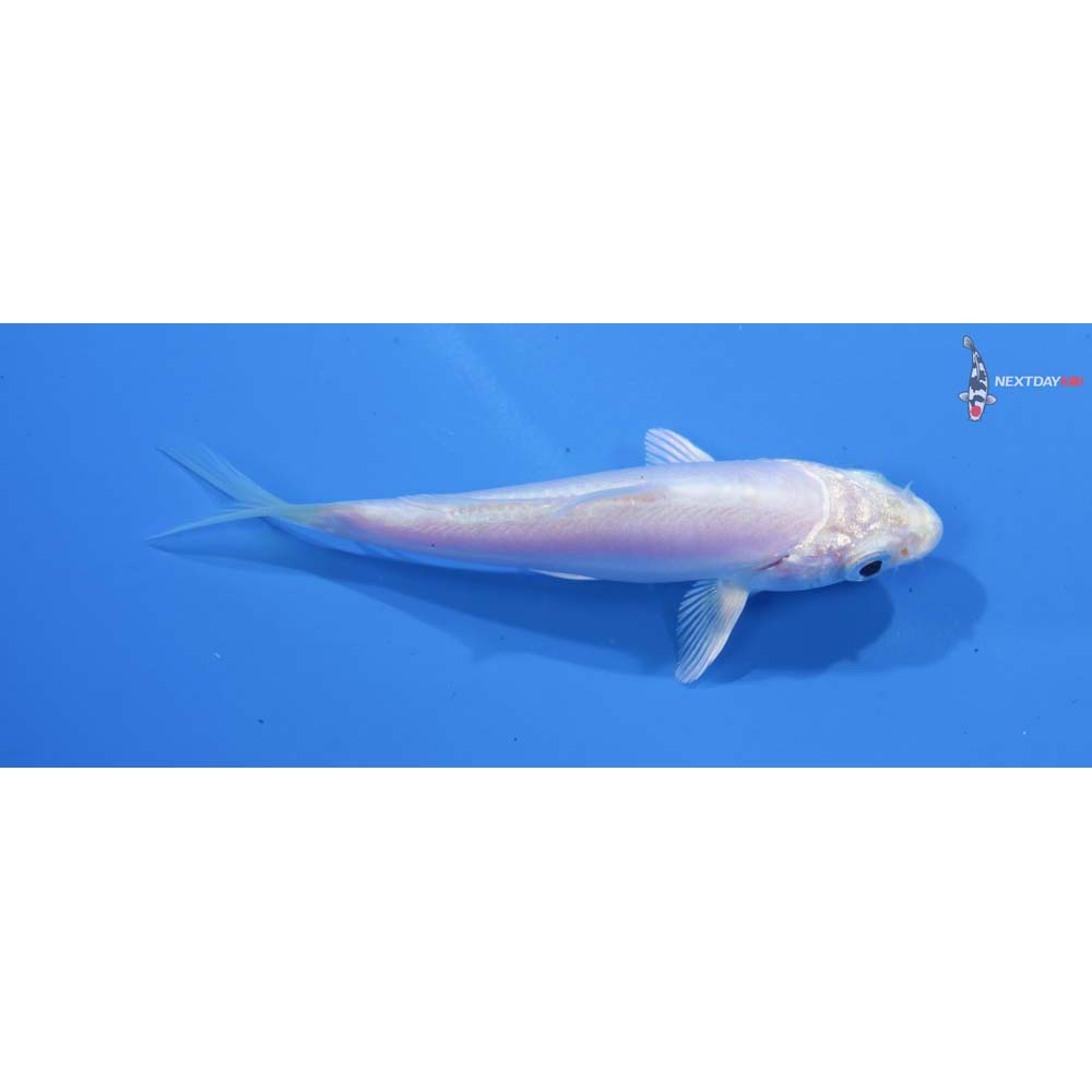 3.5” Imported Doitsu Platinum Ogon