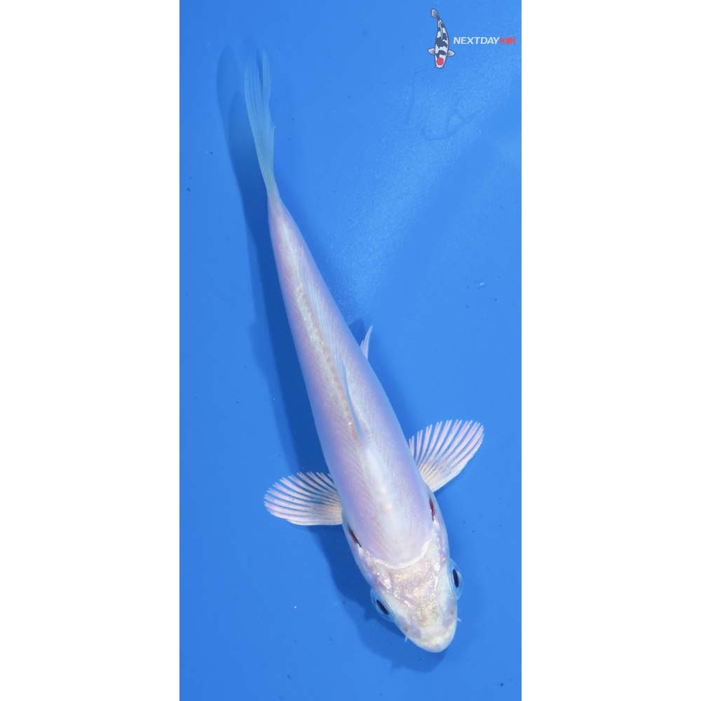3.5” Imported Doitsu Platinum Ogon