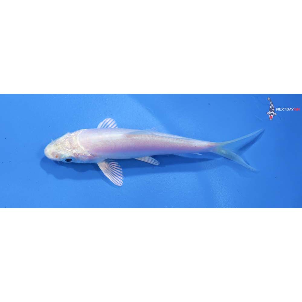 3.5” Imported Doitsu Platinum Ogon