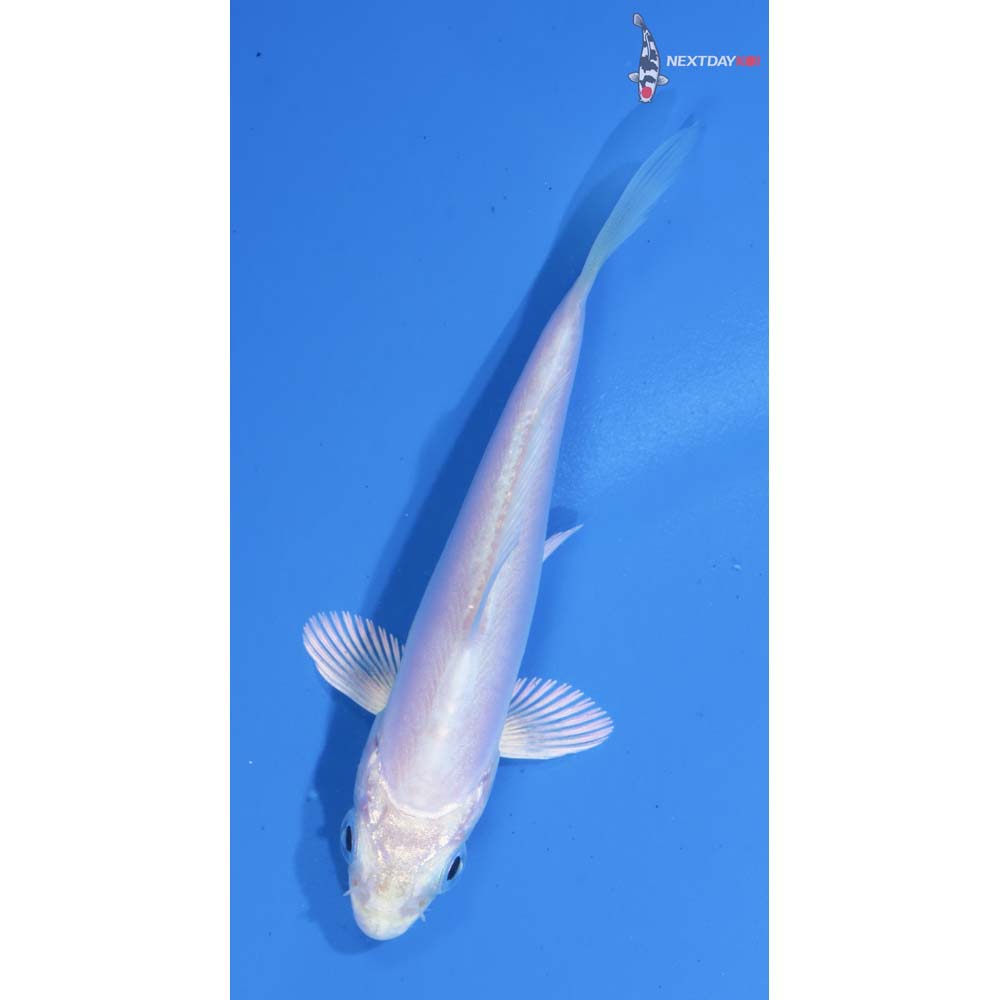 3.5” Imported Doitsu Platinum Ogon