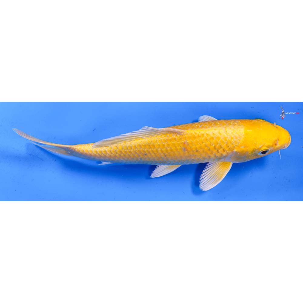 9” Imported Yamabuki Ogon