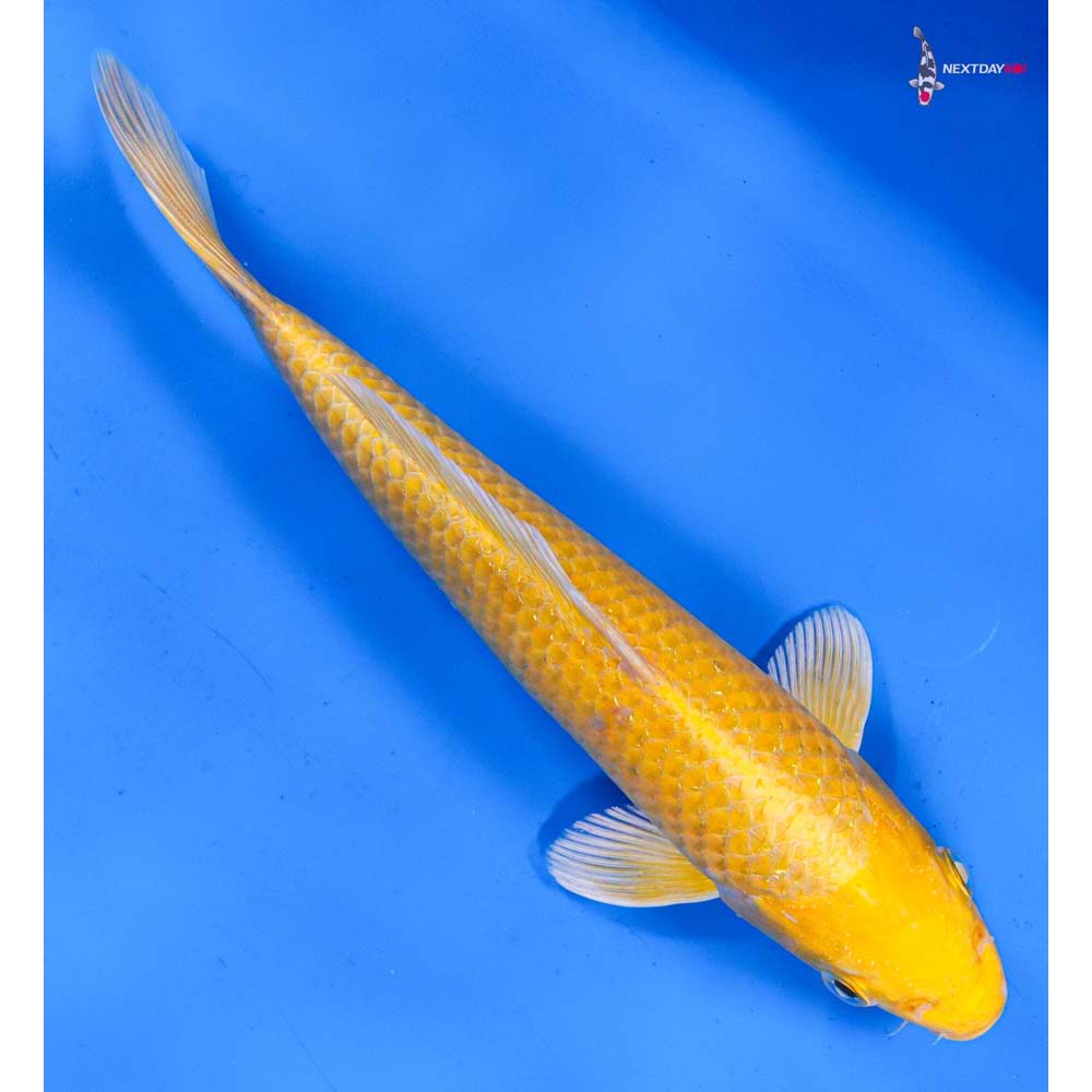 9” Imported Yamabuki Ogon