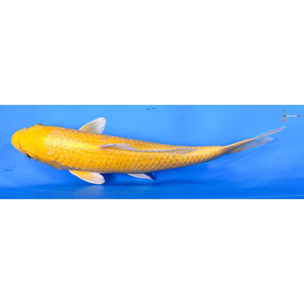 9” Imported Yamabuki Ogon