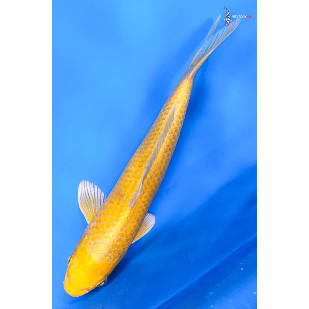 9” Imported Yamabuki Ogon