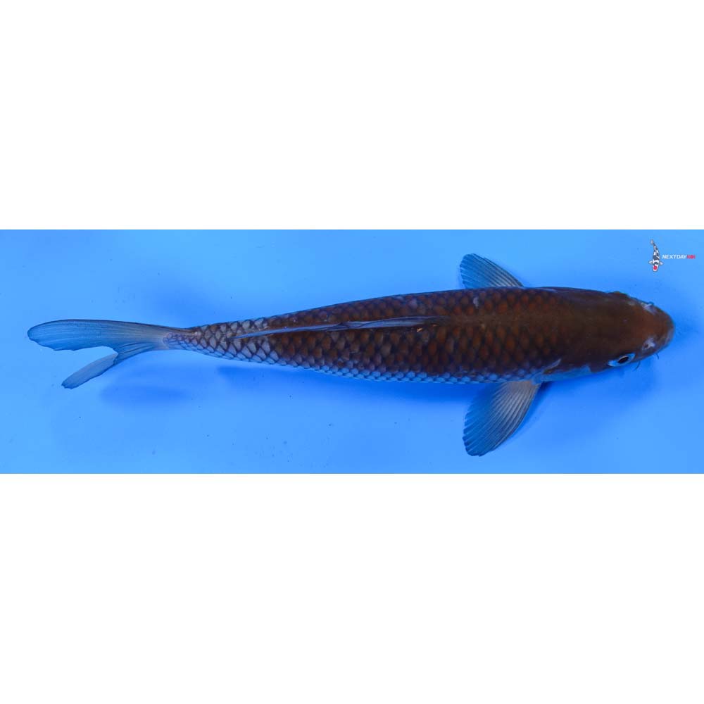 9” Imported Ochiba Shigure
