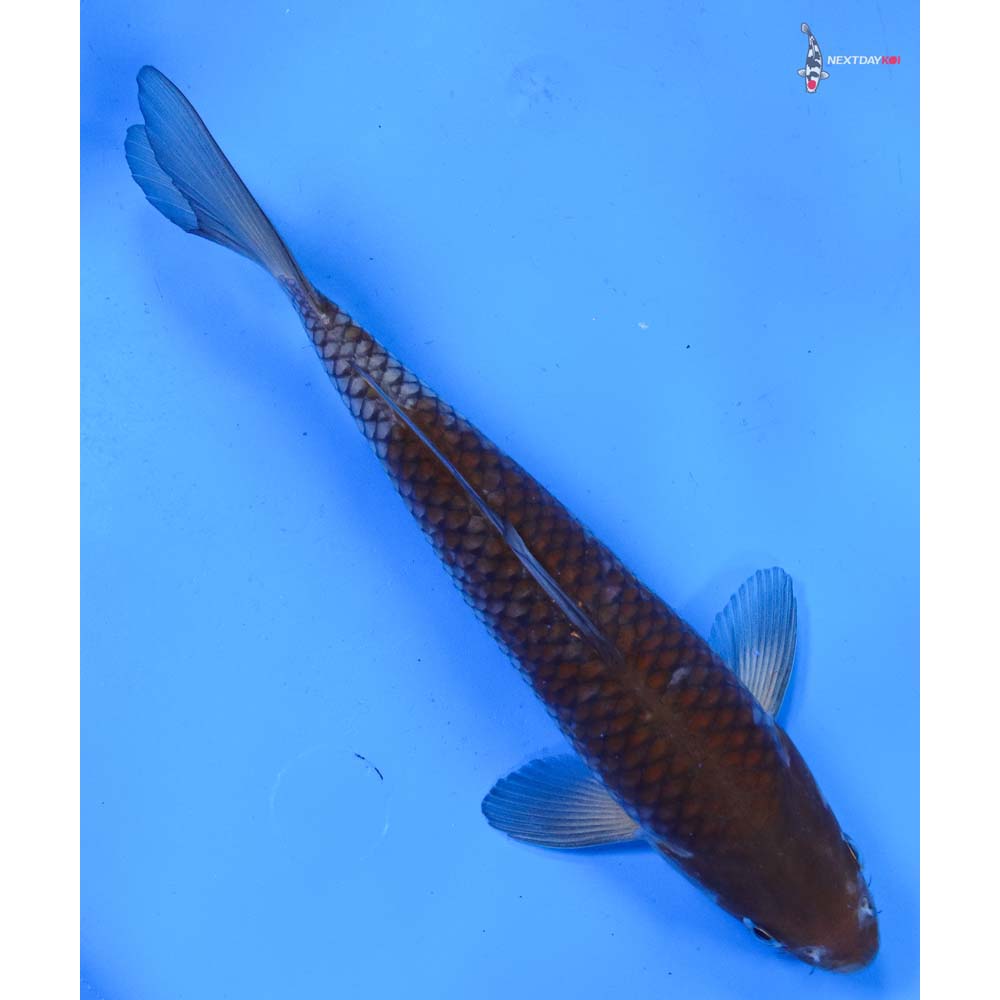 9” Imported Ochiba Shigure