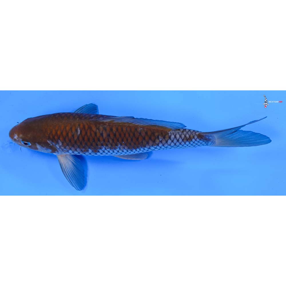 9” Imported Ochiba Shigure