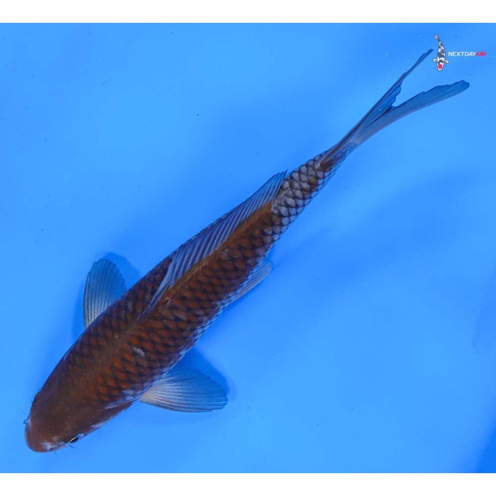 9” Imported Ochiba Shigure