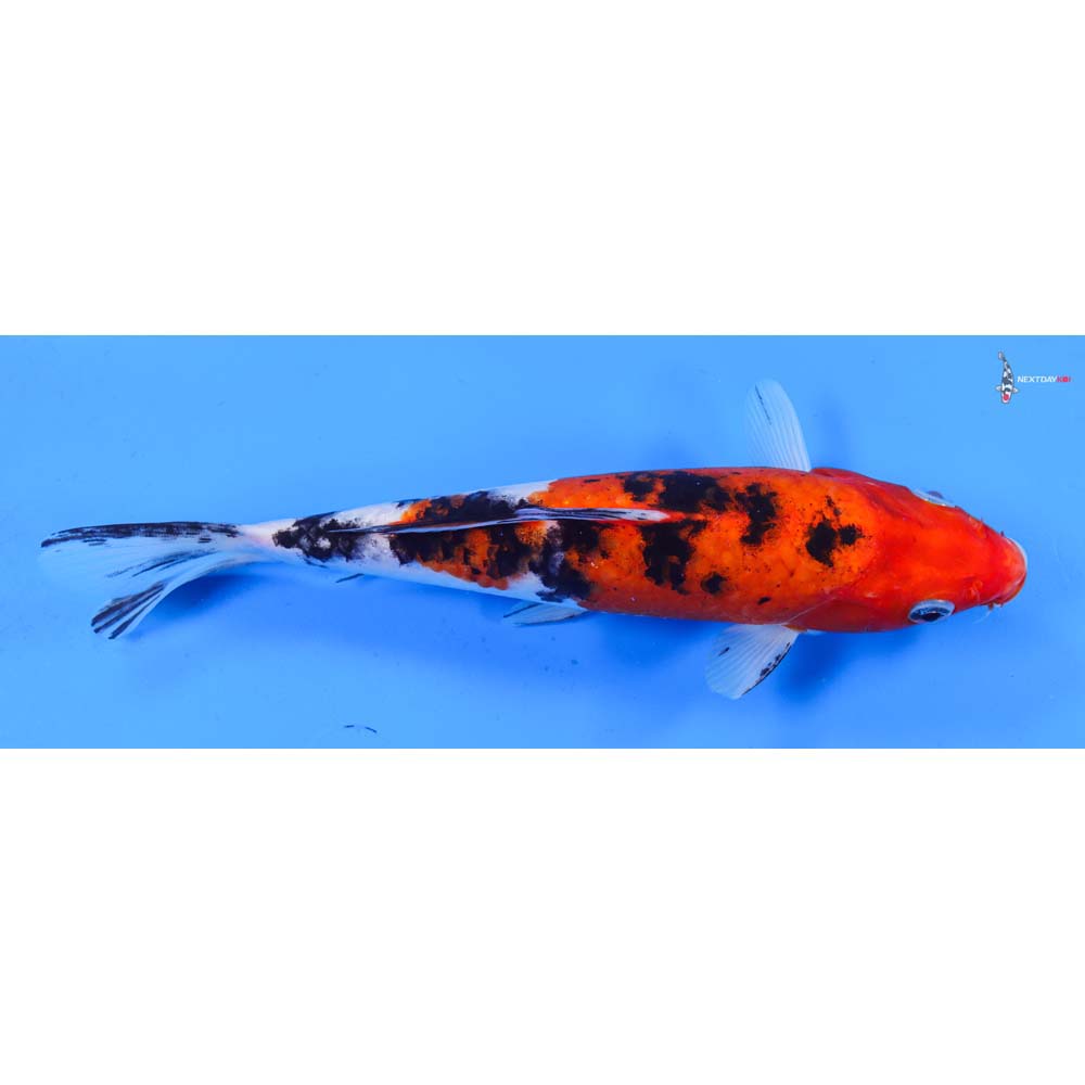 8.5” Imported Sanke