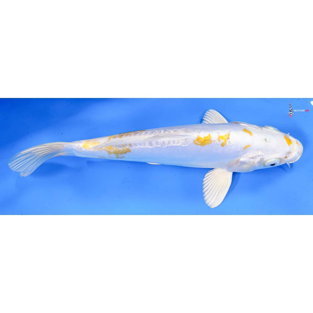 9” Imported Doitsu Lemon Hariwake