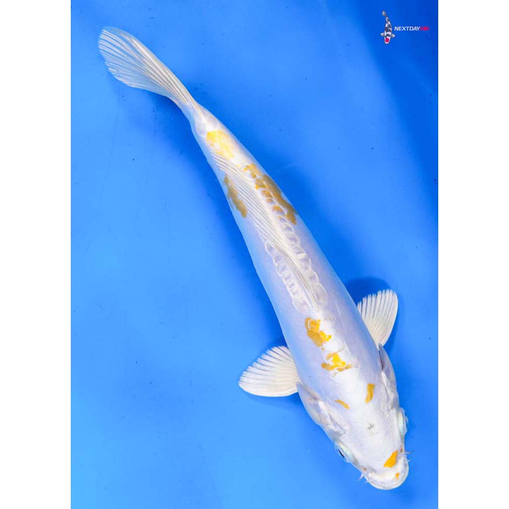 9” Imported Doitsu Lemon Hariwake