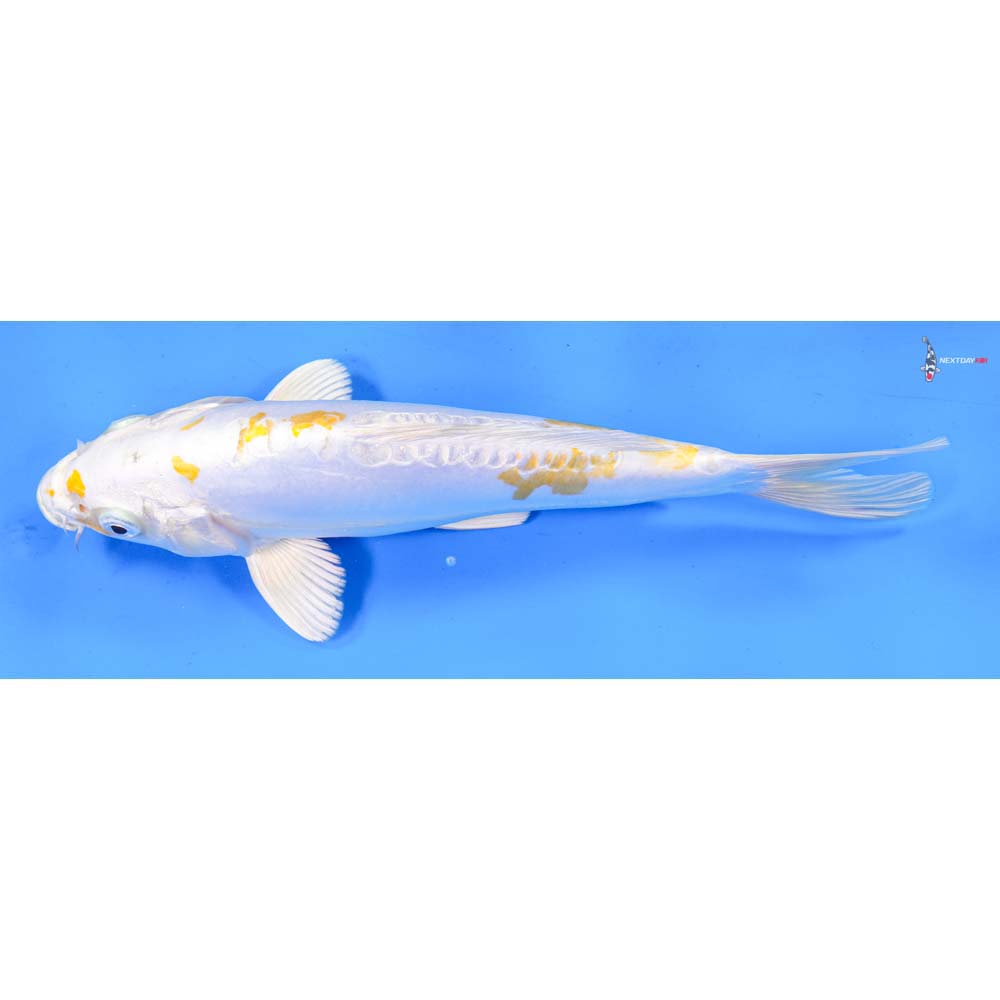 9” Imported Doitsu Lemon Hariwake