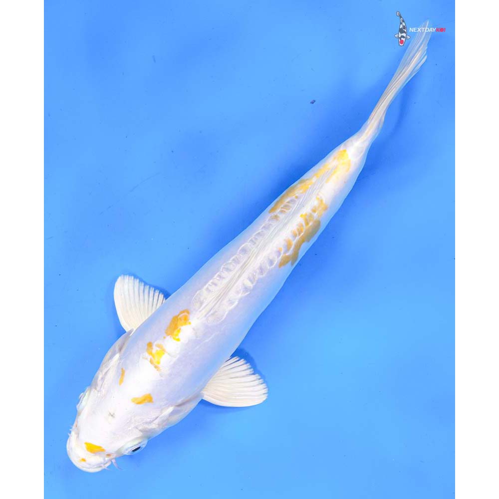 9” Imported Doitsu Lemon Hariwake