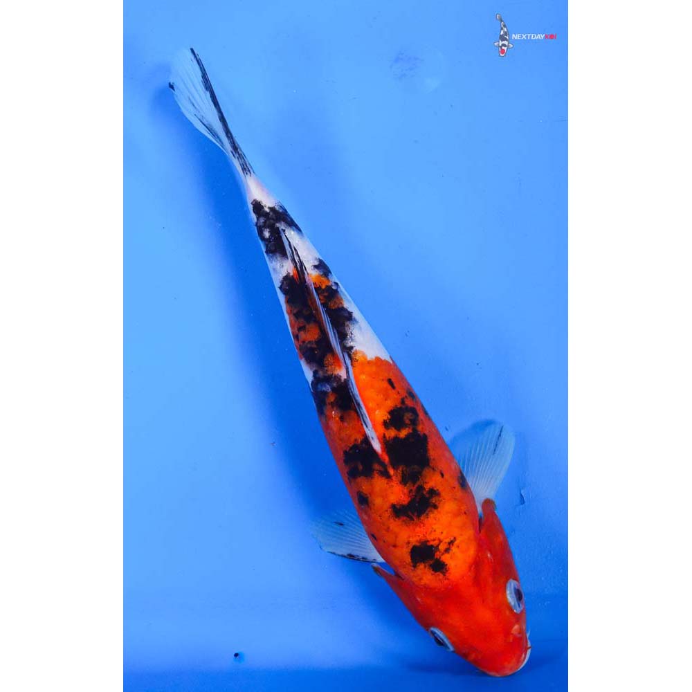 8.5” Imported Sanke