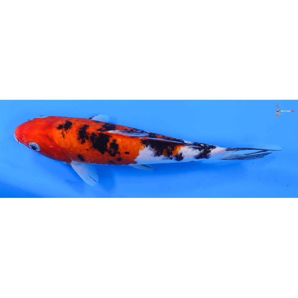 8.5” Imported Sanke