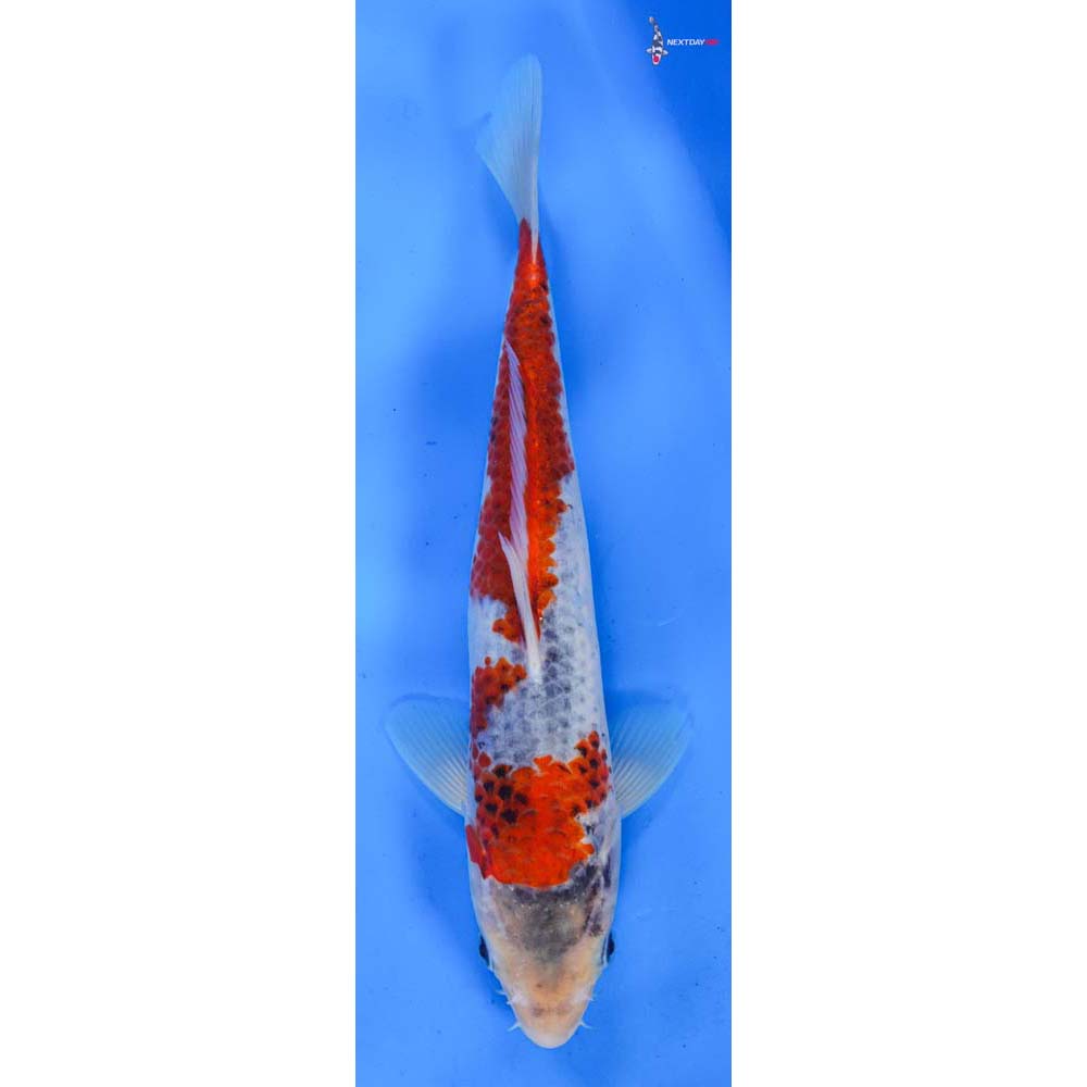 10” Imported Goshiki
