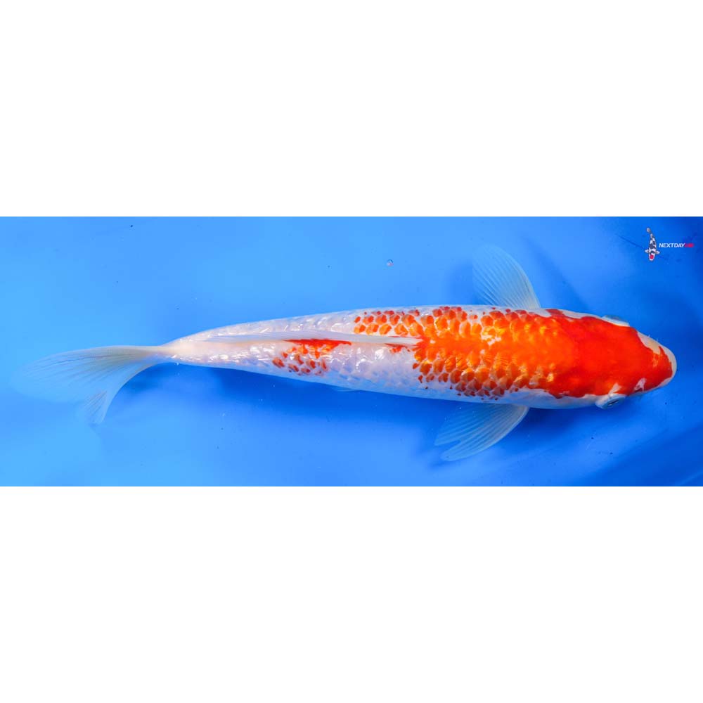 10” Imported Gin Rin Kohaku