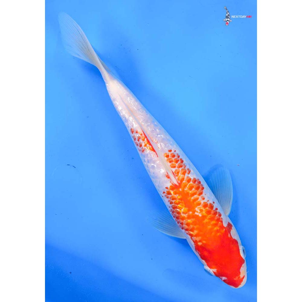 10” Imported Gin Rin Kohaku