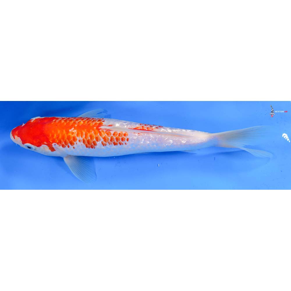 10” Imported Gin Rin Kohaku