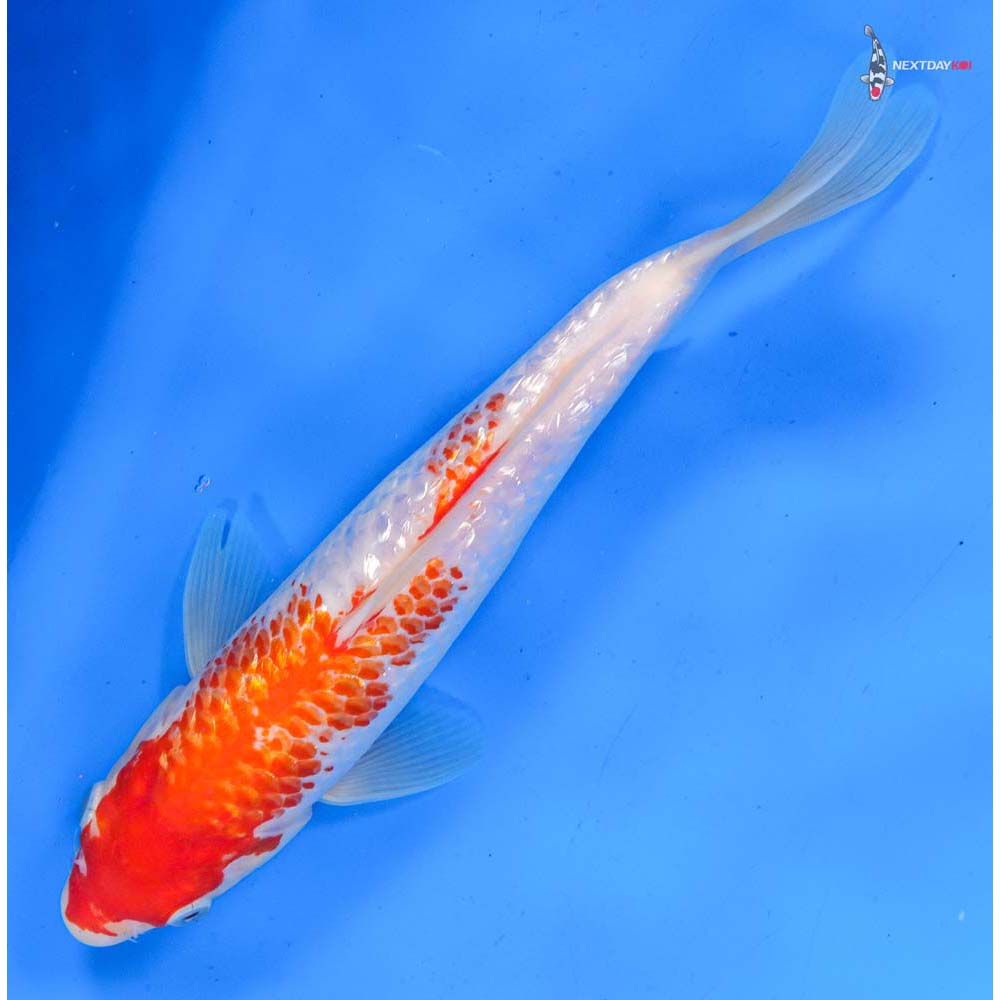 10” Imported Gin Rin Kohaku