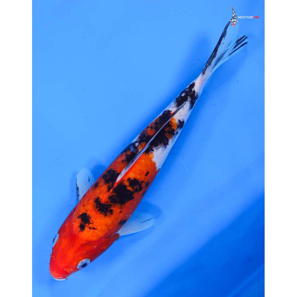 8.5” Imported Sanke