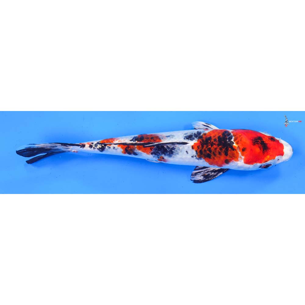 7.5” Imported Yamato Nishiki