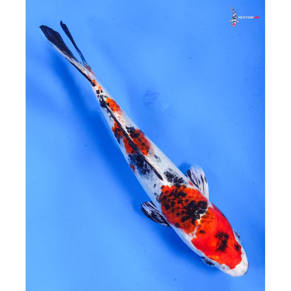 7.5” Imported Yamato Nishiki
