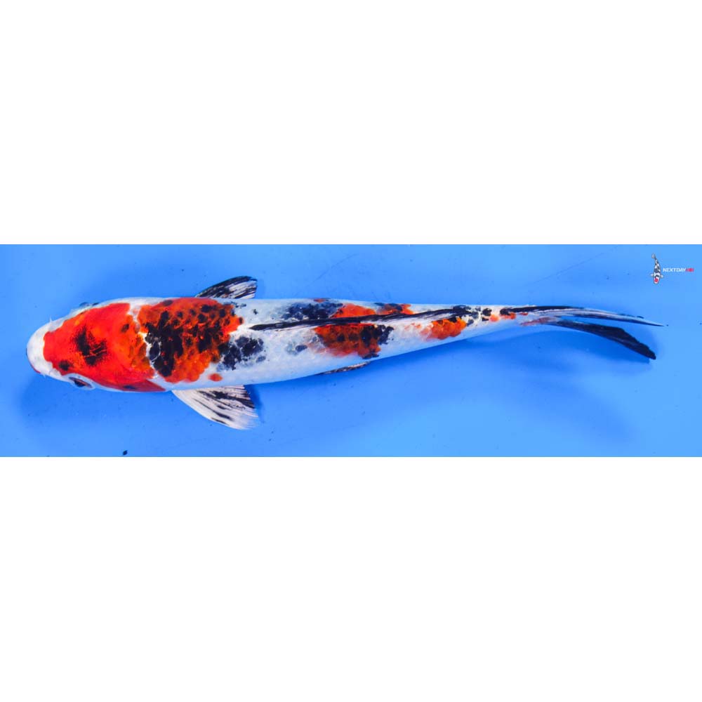 7.5” Imported Yamato Nishiki