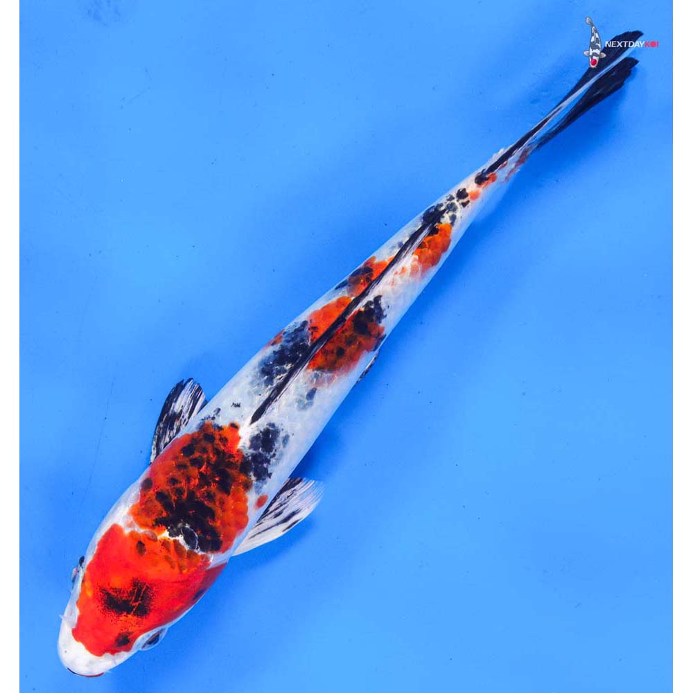 7.5” Imported Yamato Nishiki
