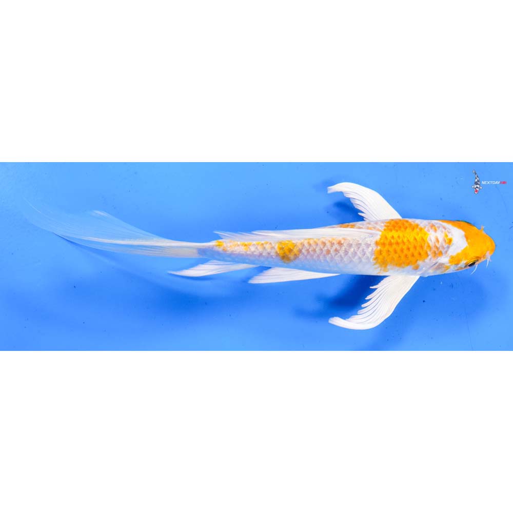 8” Imported Hariwake Butterfly Koi
