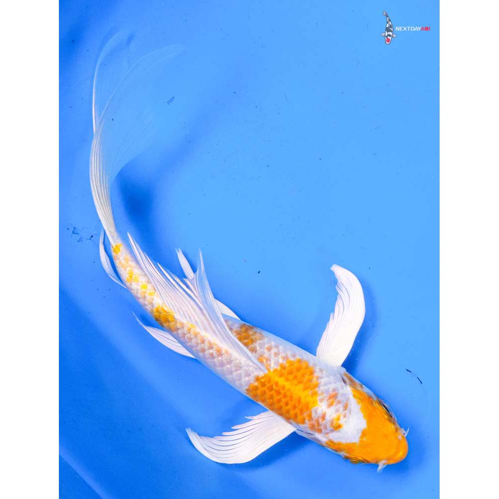 8” Imported Hariwake Butterfly Koi