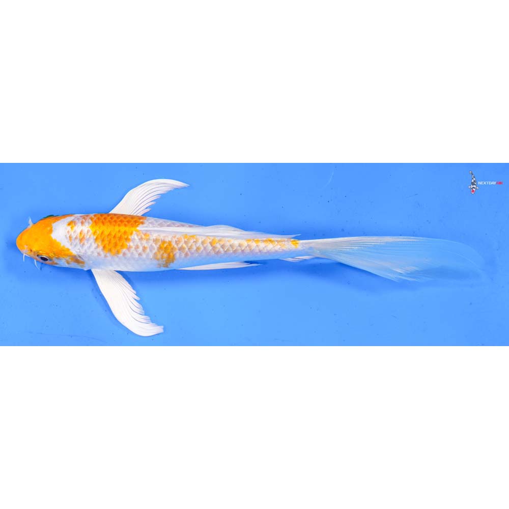 8” Imported Hariwake Butterfly Koi