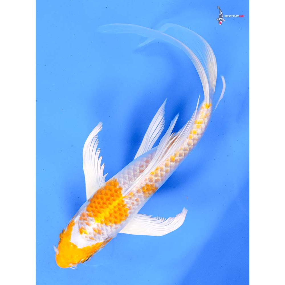 8” Imported Hariwake Butterfly Koi