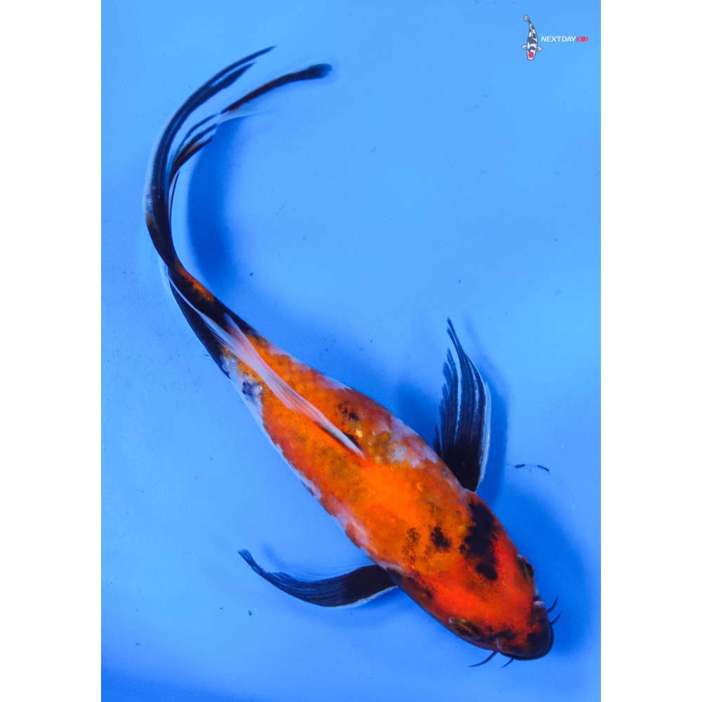 8” Imported Showa Butterfly Koi