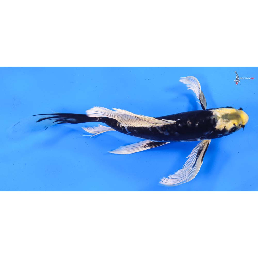 8.5” Imported Kumonryu Butterfly Koi